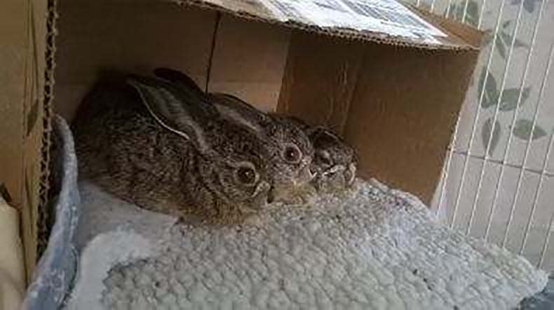 Three baby black tailed jackrabbits are fostered by volunteers at Shasta Wildlife Rescue and Rehabilitation.