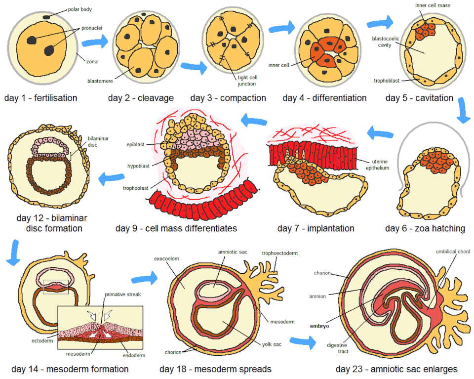 Diagram showing the first 23 days of embryogenesis, from fertilization to expansion of the amniotic sac