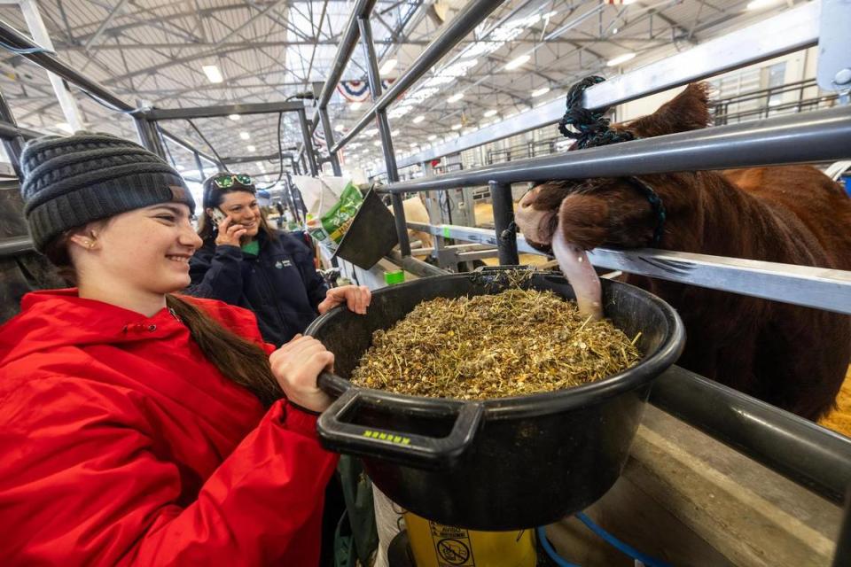 Lauren Krenek, 15, feeds her short horn show cow Lulu in the morning at their stall at the Cattle 2 barn in the Fort Worth Stock Show and Rodeo.