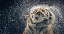 The 54-year-old’s book shares little known traits of the animals and their lifestyles. For instance, in captivity, tigers must have a pool of water that allows them to swim. Unlike other cats, tigers are extremely at home in water. <a href="http://www.timflach.com/" rel="nofollow noopener" target="_blank" data-ylk="slk:(Photo by Tim Flach);elm:context_link;itc:0;sec:content-canvas" class="link ">(Photo by Tim Flach)</a>