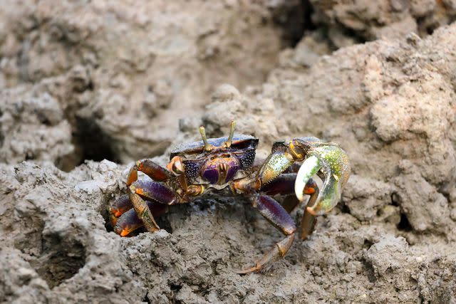 <p>eugen_z/Getty Images</p> A fiddler crab in the mudflats.