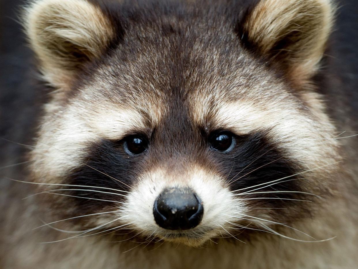 A gang of mischievous raccoons caused chaos when they 'attacked' members of the media at the White House. (iStock)