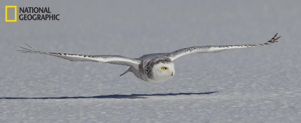 Snowy owls are amazing hunters, and when you get the chance to see one hunt, even better. These raptors are present from mid-November till early March, and then they travel back north. This female was flying across the lake from one post to the next for a vantage point to look for her next meal. These owls love the cold, unlike the photographer. Temperature that day: minus 30ºC. (Photo and caption Courtesy Markusdivinicus Stevens / National Geographic Your Shot) <br> <br> <a href="http://ngm.nationalgeographic.com/your-shot/weekly-wrapper" rel="nofollow noopener" target="_blank" data-ylk="slk:Click here;elm:context_link;itc:0;sec:content-canvas" class="link ">Click here</a> for more photos from National Geographic Your Shot.