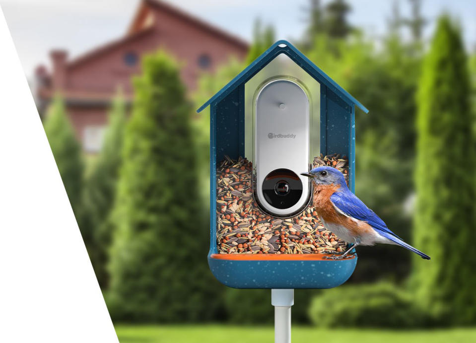 bird buddy smart bird feeder, bird feeder cameras