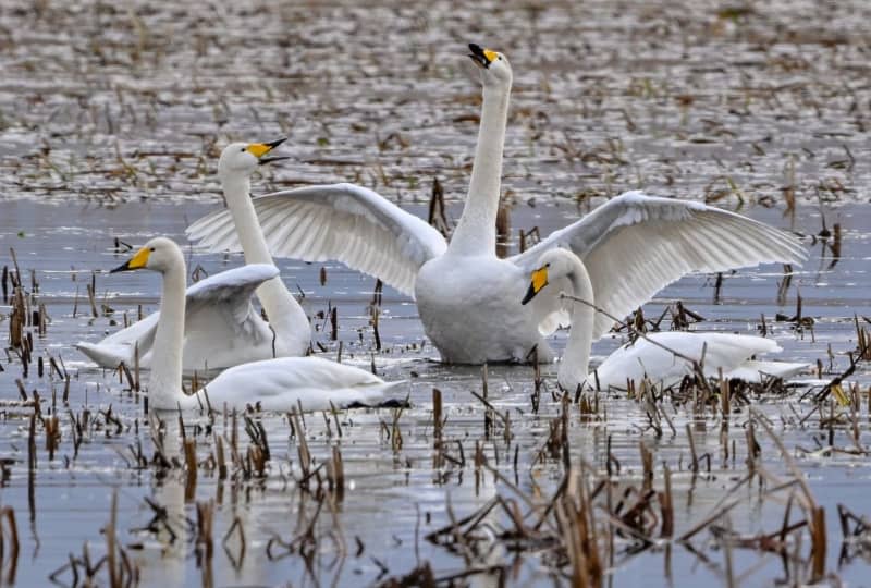Whooper swans (Cygnus cygnus), pictured on the flooded polder meadows in the Lower Oder Valley National Park. Patrick Pleul/dpa