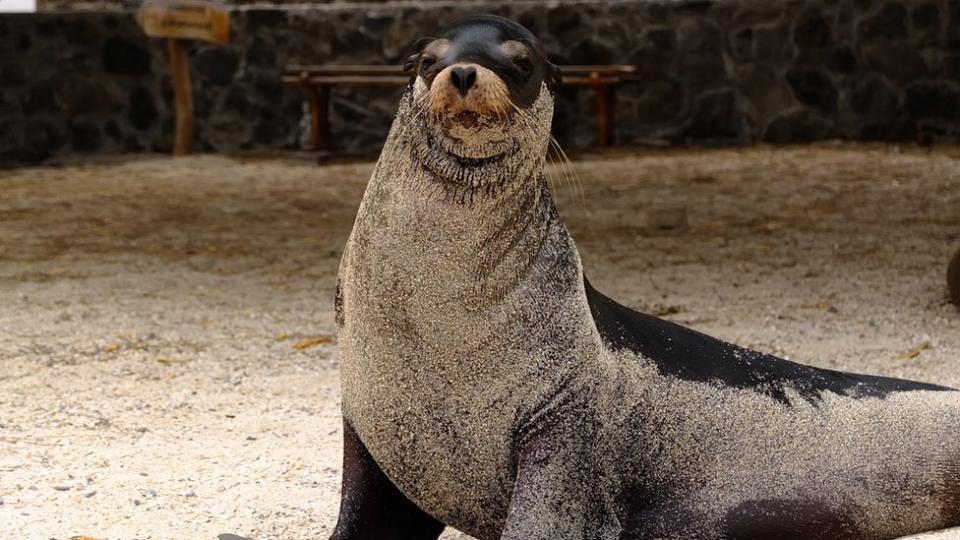 Lobo marino en Galápagos