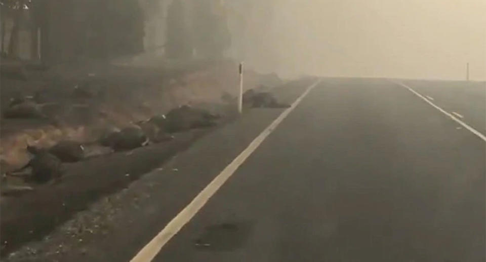 A still from video showing dead animals lying at the side of the road in Batlow, NSW.