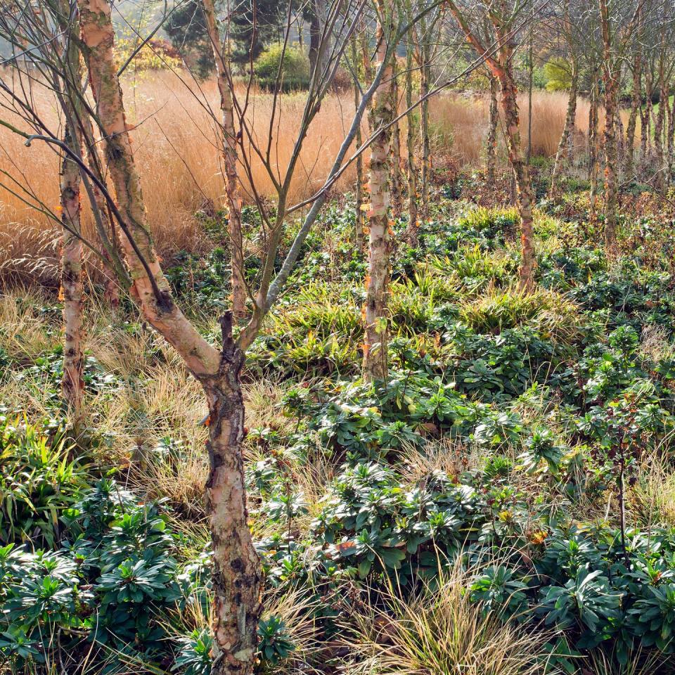 Copse of Trees Betula Nigra Black Birch