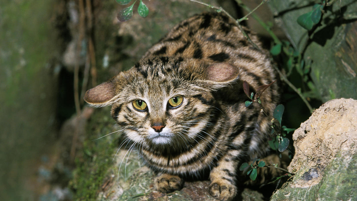  Black Footed Cat, felis nigripes, adult standing on branch. 