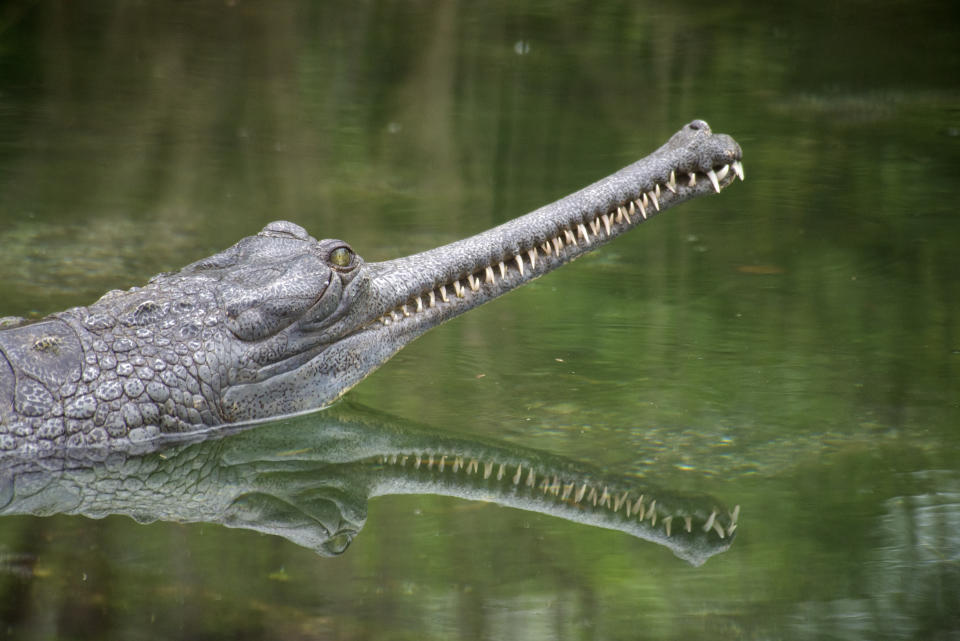 An adult gharial sticking its head out of a river.