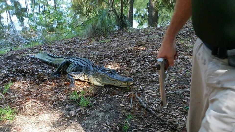 Der Alligator wurde getötet. Foto: Thomas DiMaio/AP