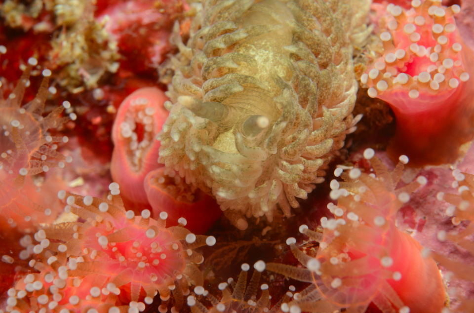 A grey sea slug is a stark contrast to the radiant pink jewel anemones. 