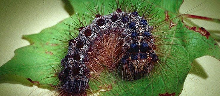 The Spongy Moth, also known as the Lymantria dispar dispar, and formerly called the European gypsy moth, is an invasive species that feeds on 300 different types of trees and shrubs. The spongy moth is deemed a hazard by the U.S. Department of Agriculture.