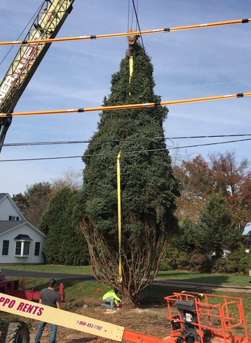 Zuk Tree Moving crews prepare to lift a 45-foot tree out of the ground in Wooster to be delivered to Cincinnati.