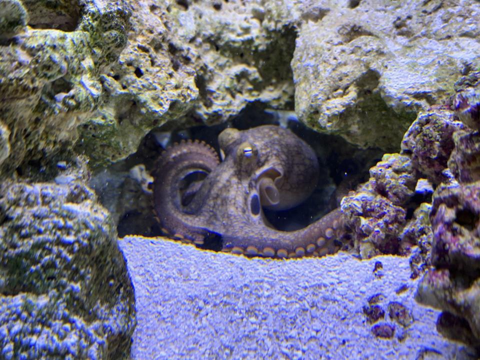 This undated photo taken by Cameron Clifford, shows Terrance, the pet octopus his son Cal adopted at their home in Edmond, Okla. The family soon learned that Terrance was female as she laid 50 eggs that later hatched, with nearly half of them surviving. Although female octopuses usually die soon after laying their eggs, Terrance is still alive four months later. (Cameron Clifford via AP)