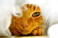 <p>A cat named Teetoo participates in the GCCF Supreme Cat Show at National Exhibition Centre on October 28, 2017 in Birmingham, England. (Photo: Shirlaine Forrest/WireImage) </p>