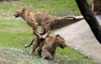 <p>Man kann den beiden die Spielfreude förmlich ansehen: Zwei Löwenbabys werden in ein Riesengehege im Zoo von Johannisburg gebracht – und beginnen sofort, miteinander zu spielen. Dabei nutzt das eine Löwenjunge das andere einfach mal als Sprungbrett. (Bild: AP Photo/Themba Hadebe) </p>
