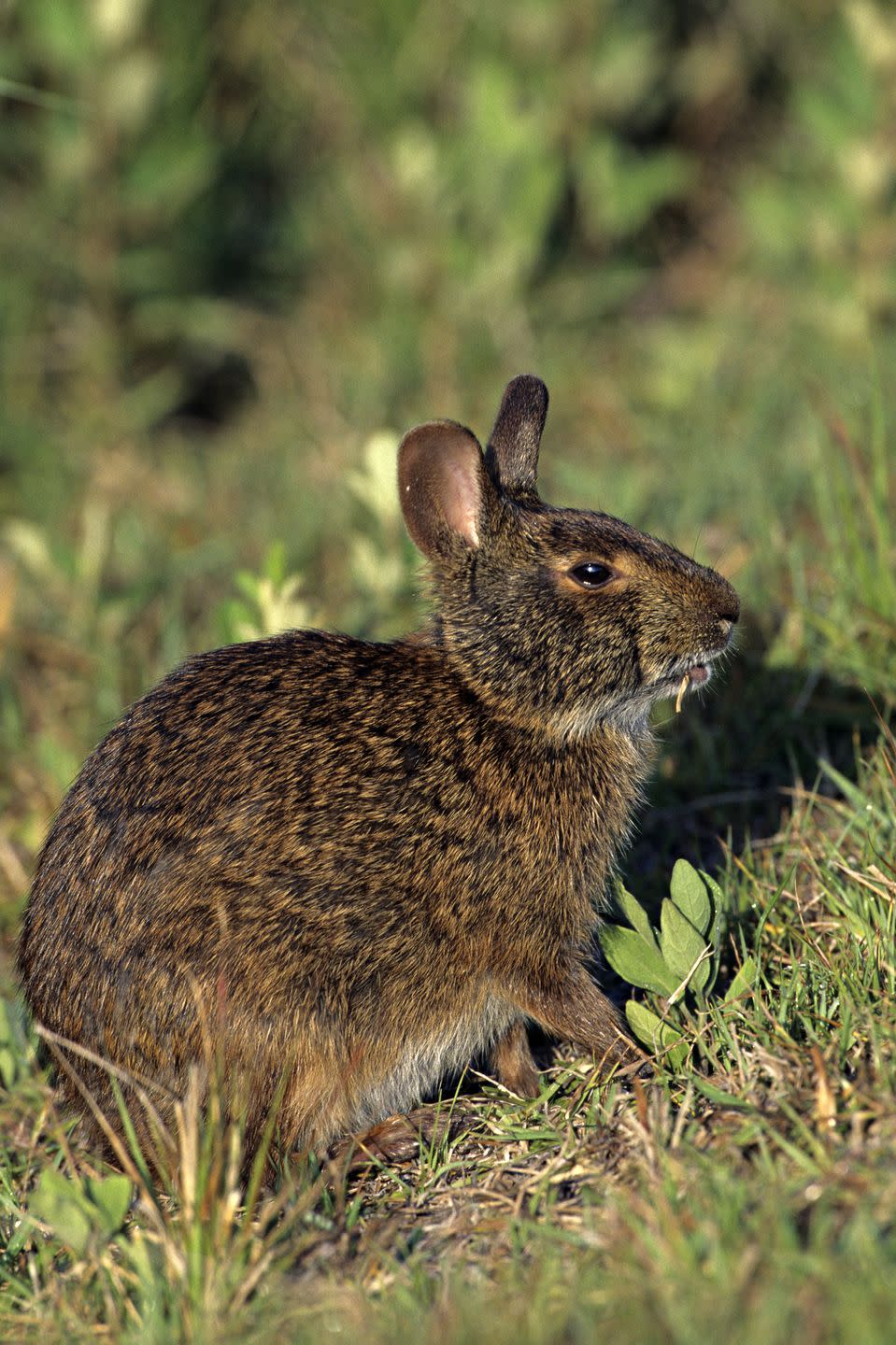 Hugh Hefner: Sylvilagus palustris hefneri