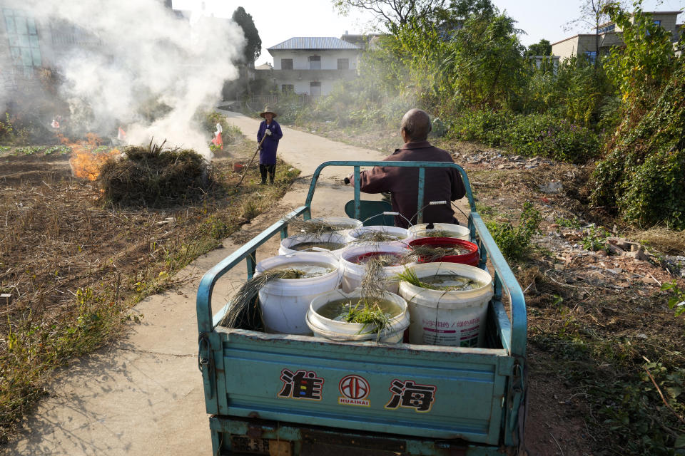 Duan Yunzhen, 73, collects water from a village pond to water his crops during drought season along Poyang Lake in north-central China's Jiangxi province on Monday, Oct. 31, 2022. On the lake's normally water-blessed northeast corner, residents scooped buckets of water from a village pond to tend their vegetables. (AP Photo/Ng Han Guan)