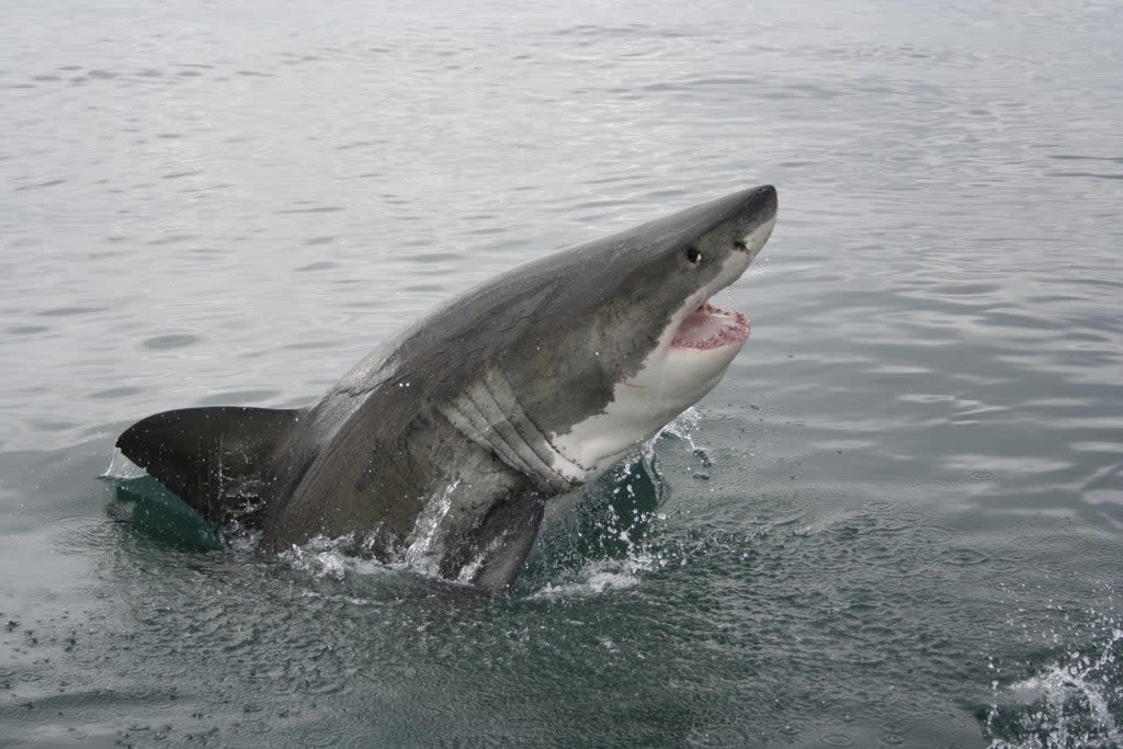 Great white sharks are moving northwards as waters warm, impacting other species including sea otters (Getty)