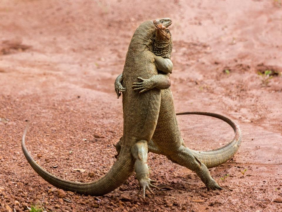 "Martian Tango" by Sergey Savvi shows two lizards who look like they're dancing.