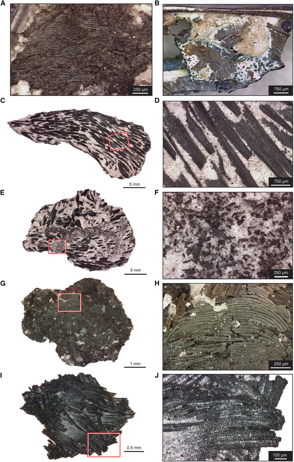 Lepospondyl, temnospondyl, and unknown tetrapod dermal scales. (Mooney et al. / Current Biology)