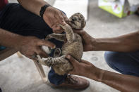 A Palestinian employee sprays antibiotics on a newborn lion cub at Nama zoo in Gaza City, Saturday, Aug. 13, 2022. Three one-day-old lion cubs were put on display inside a cardboard box Saturday at a Gaza City zoo. The lioness gave birth five days after Israel and Palestinian militants ended a fierce round of cross-border fighting that saw thundering Israeli airstrikes and Palestinian rocket fire. (AP Photo/Fatima Shbair)