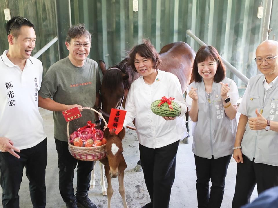 嘉義市市長黃敏惠前往馬場，送上月子禮，並為新生小馬取名「Brown」。（圖：嘉義市衛生局提供）