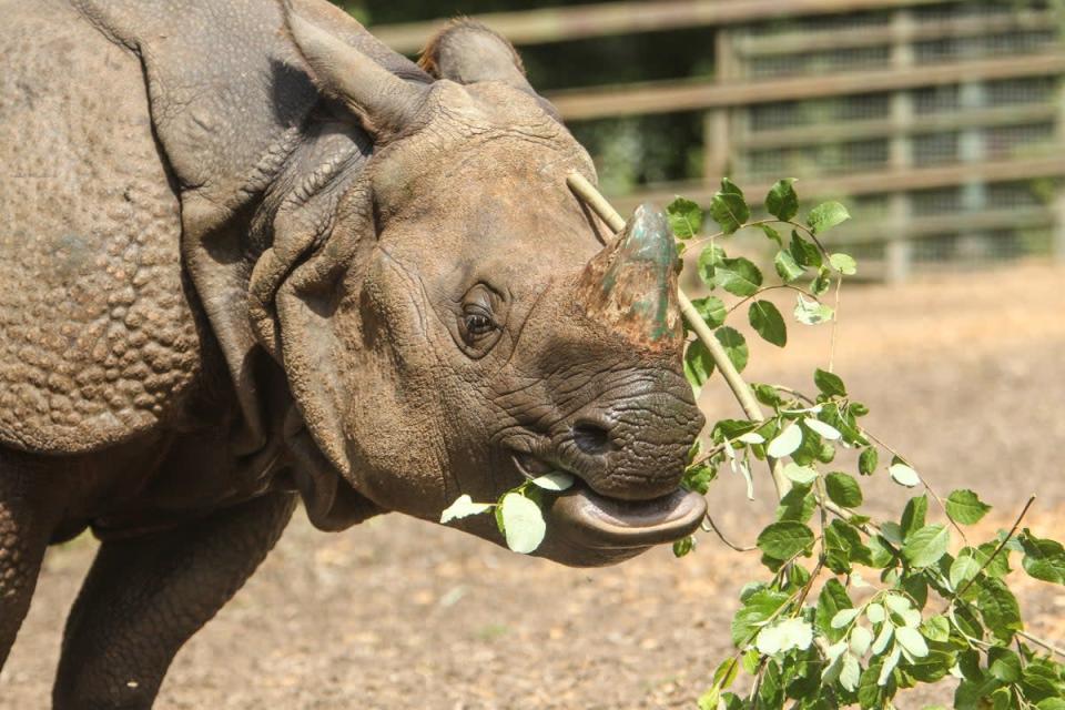 Orys is the new Indian Rhino at Port Lympne Reserve in Kent (Port Lympne Reserve)