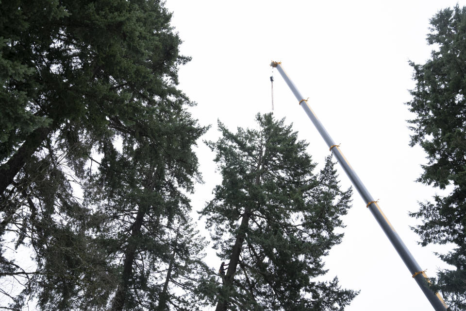 Arborist Ryan Cafferky scales a 150-foot tree on Tuesday, Jan. 16, 2024, in Lake Oswego, Ore., as he prepares to cut it down. The city had deemed the 120-year-old tree a threat to the public because it was at risk of falling, he said. (AP Photo/Jenny Kane)