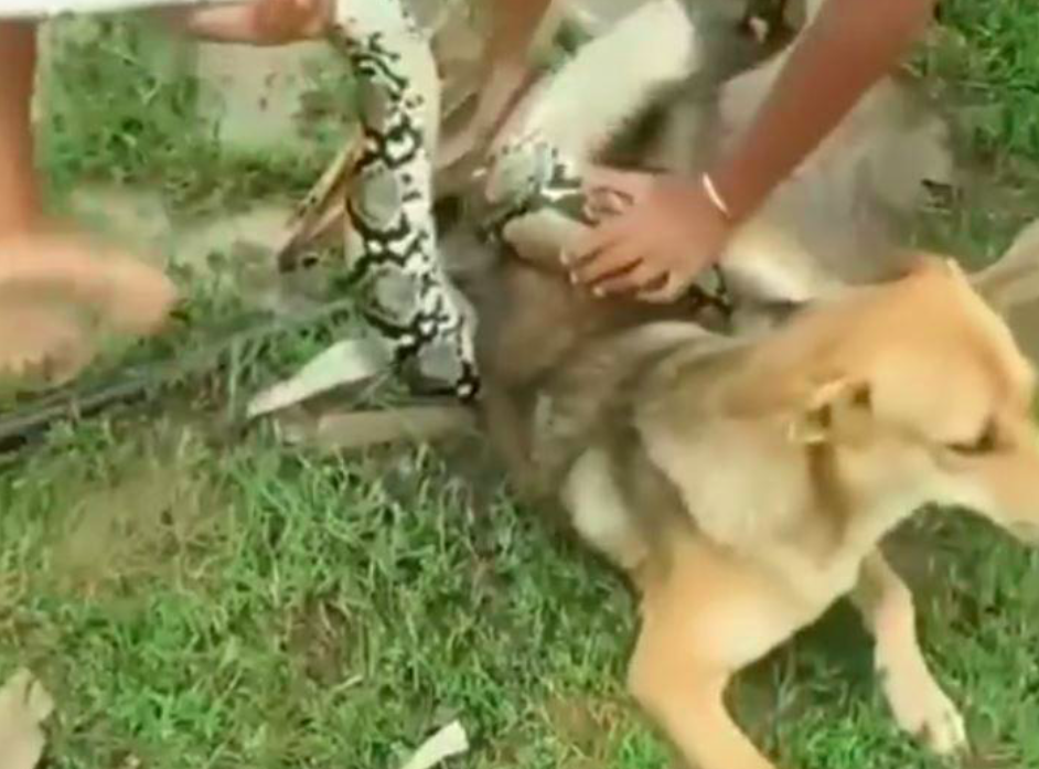 <em>The dog remained oddly calm as the giant boa constrictor was pulled off its body (Grab)</em>