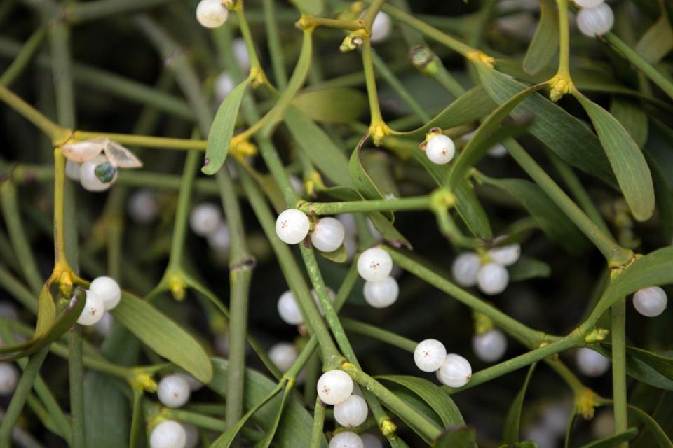 Mistletoe (Aaron Chown/PA) (PA Archive)