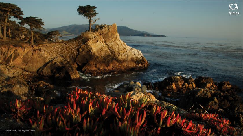 Tourists come to the seaside village of Carmel, Calif., for the qauint restaurants and lodging but they stay to see the Lone Cypress. The tree is located on a rocky ledge along a private 17-mile drive. Just south of Carmel, tourists also flock to see the ancient cypress grove among unique granite rock faces at Point Lobos.