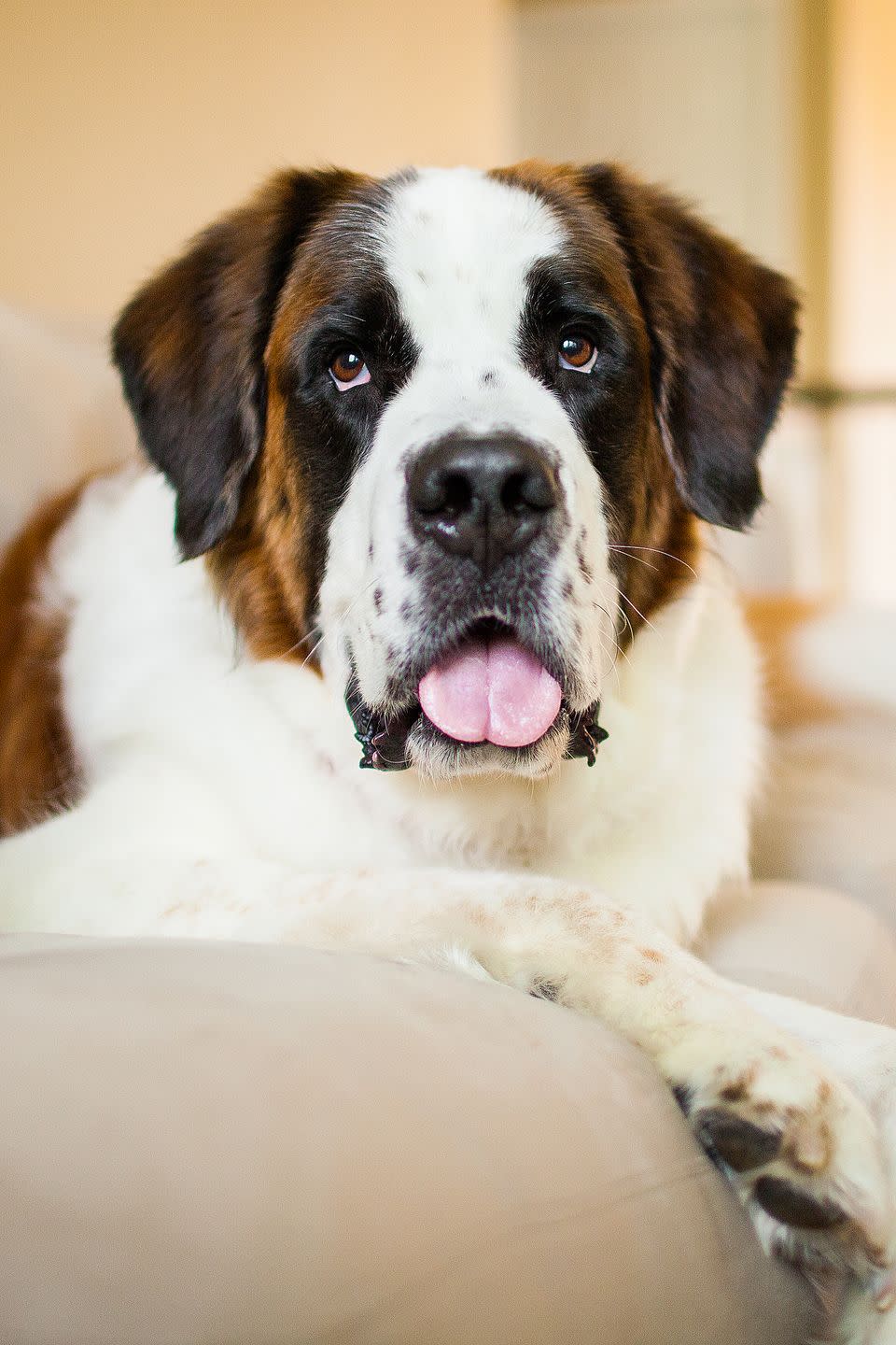 saint bernard dog