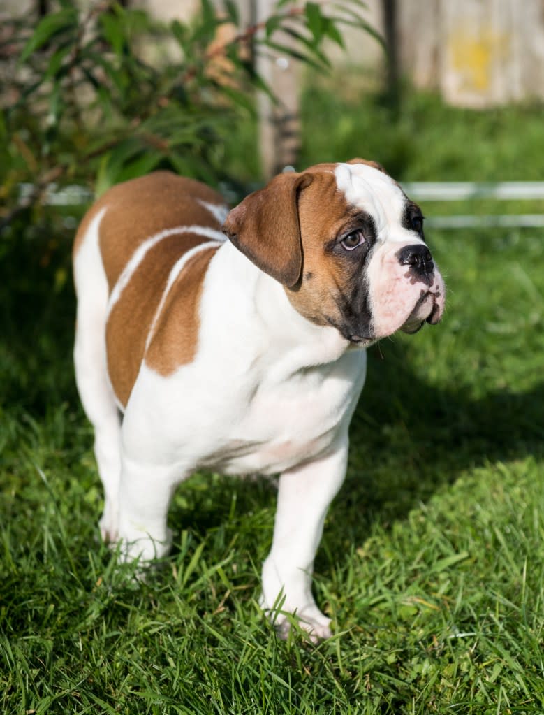 American Bulldog puppy outdoors.