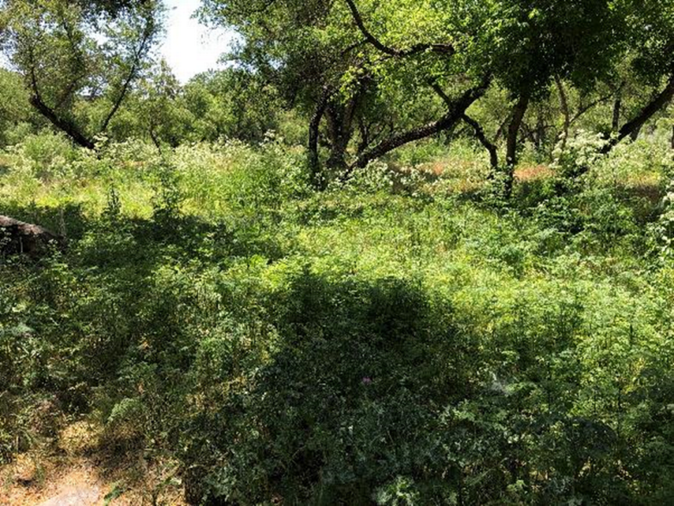 Thick brush along the Salinas Riverbed in Paso Robles posed fire risk before a fire reduction strategy involving goats and sheep was implemented in spring 2022.