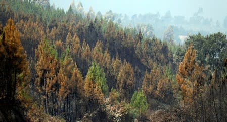 Trees are seen after a forest fire near the village of Cardigos