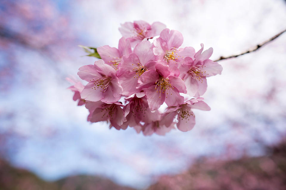 河津櫻（Photo by Tomohiro Ohsumi, Image Source : Getty Editorial）