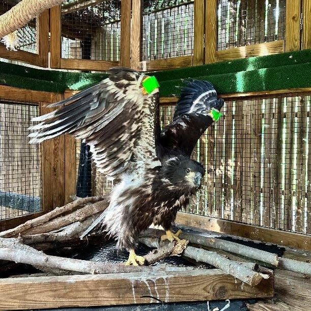 Pat is pictured at the Wildlife Center of Virginia in Waynesboro, Virginia during his recovery following a fall from his nest. The green tape, called carpal bumpers, protect the eagle's "wrists."