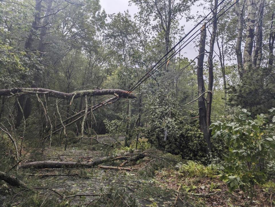 Esta fotografía proporcionada por Austin Rebello muestra árbloles caídos tras el paso de una tormenta, el miércoles 13 de septiembre de 2023, en Killingly, Connecticut. (Austin Rebello vía AP)