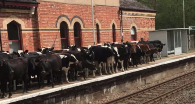 Herd of cows invades train platform in Kent