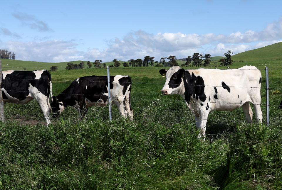 Cows graze in a field at a dairy farm on April 26, 2024, in Petaluma, Calif.