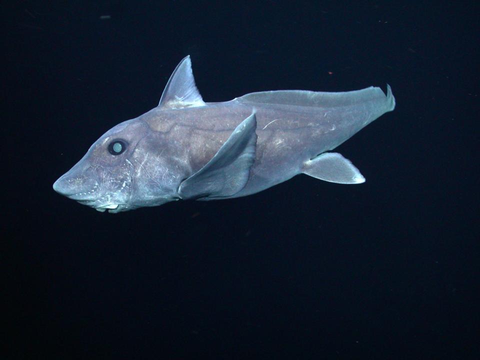 Pointy-nosed blue chimaera.