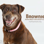 Brownie absolutely loves to be with people. If given the chance she will calmly follow you around and help in the yard or keep the couch warm with you while you watch a show.   She's had an eye removed for medical reasons, but does fine with children and other animals, and is just a happy mellow girl. Brownie is a bit into her golden years and doesn't have a ton of energy but would gladly go for a walk to check the mail.   Find out more from <a href="https://www.facebook.com/MarleysMuttsDogRescue?fref=ts">Marley's Mutts Dog Rescue</a>, in California.