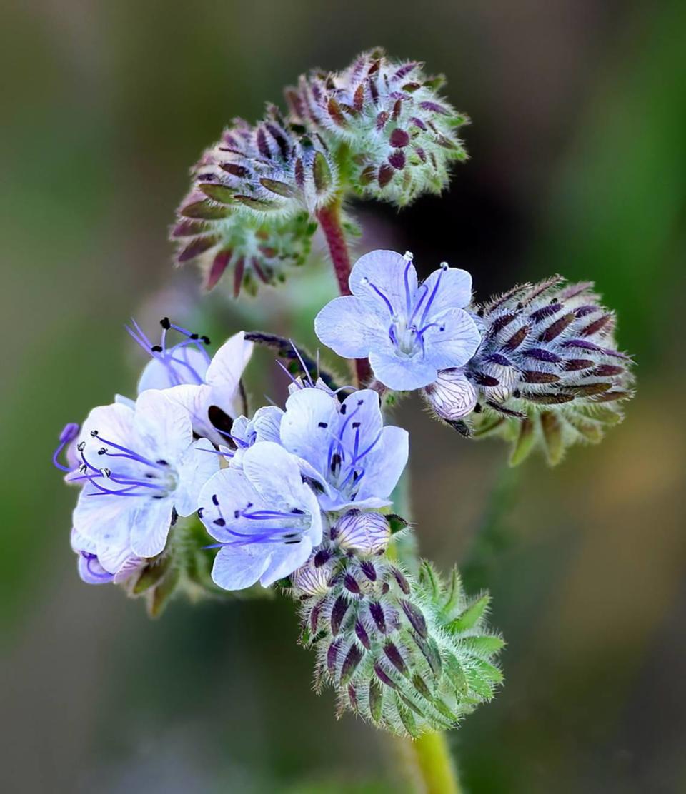 Blooming phacelia, taken by Richard Brown of Turlock, placed first in the adult landscape category in a 2023 contest sponsored by the Central Sierra Environmental Resource Center.