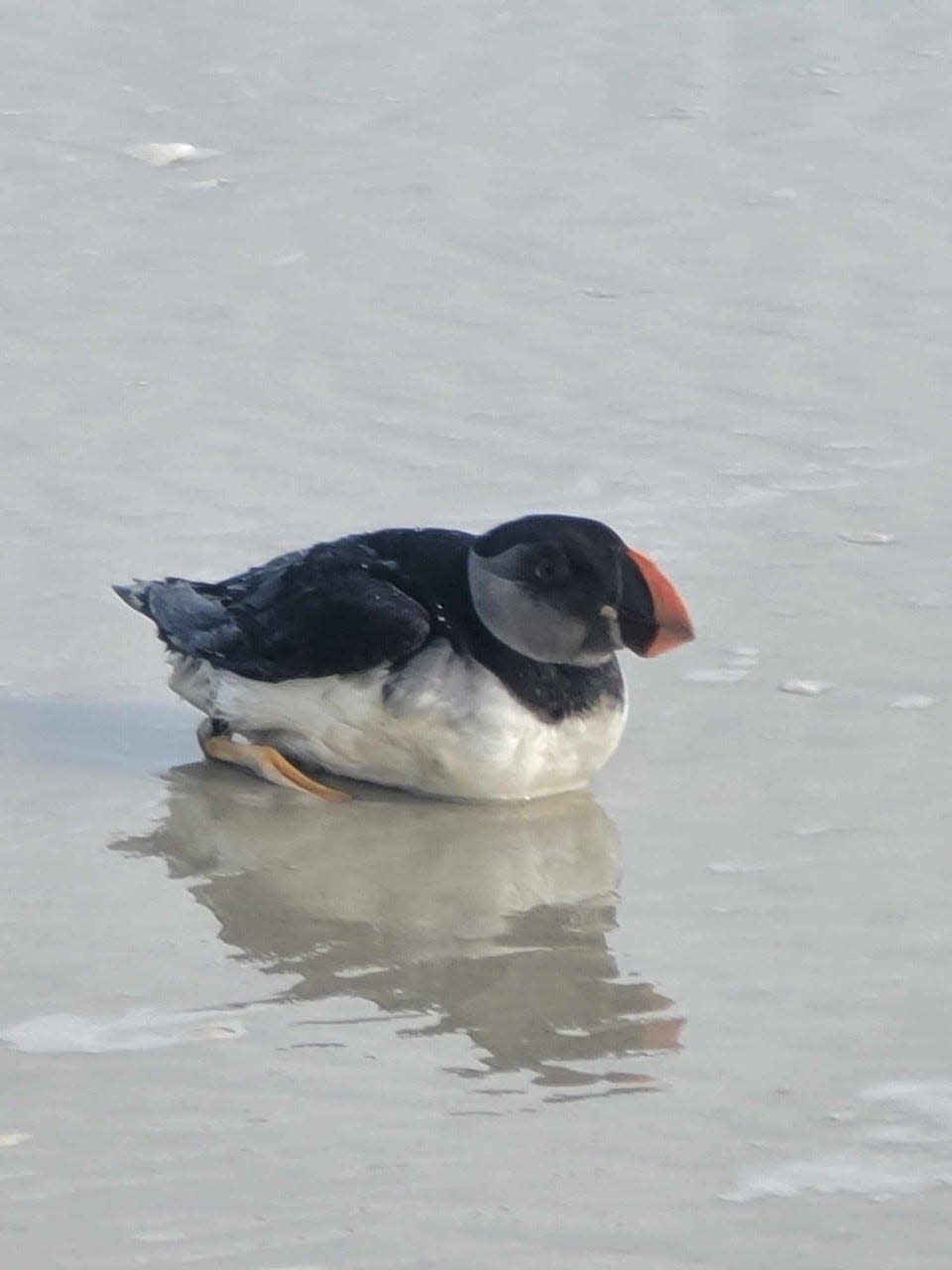 An Atlantic puffin strands on a beach in Ponce Inlet, a long way from its home in the North Atlantic. The puffin was rescued on Feb. 16, 2024, and taken to the Mary Keller Seabird Rehabilitation Sanctuary but did not survive.