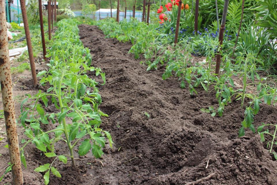 Young tomato plant in garden bed