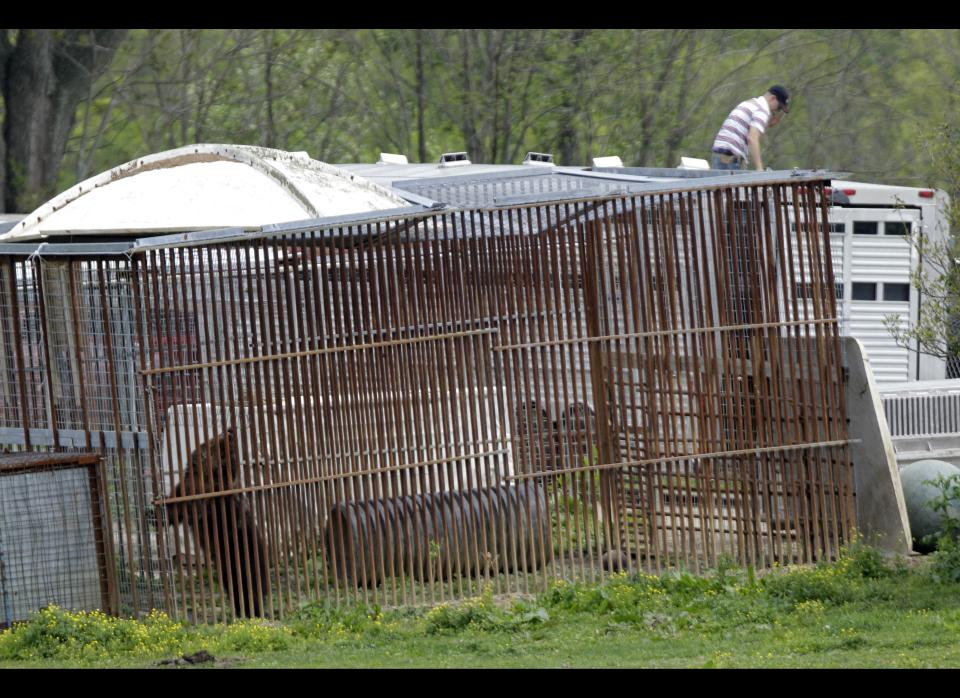 A bear, lower left, explores its cage on the farm of Marian Thompson near Zanesville, Ohio, after it was released to Thompson by the Columbus Zoo Friday, May 4, 2012. Terry Thompson, Marian's late husband, released 56 animals 