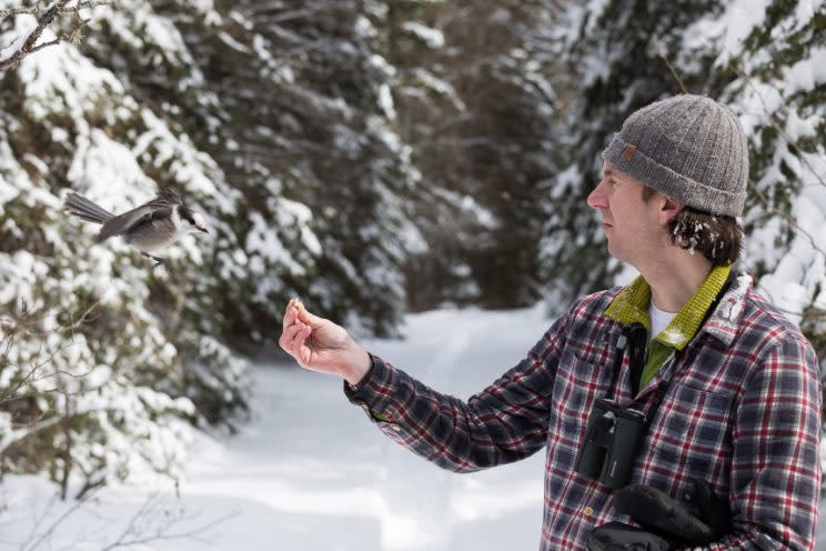 Ryan Norris has studied gray jays for many years in Algonquin Park. Photo by Brett Forsyth.