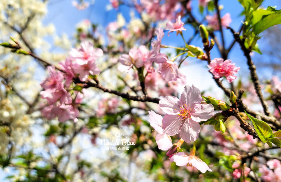 台中｜中科崴立櫻花公園